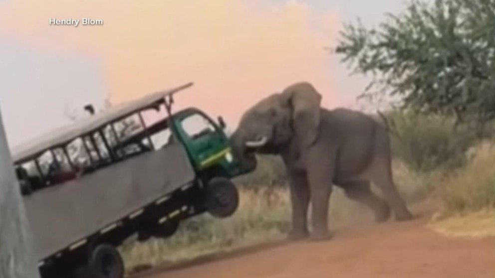 Video Elephant caught on camera attacking safari truck - ABC News