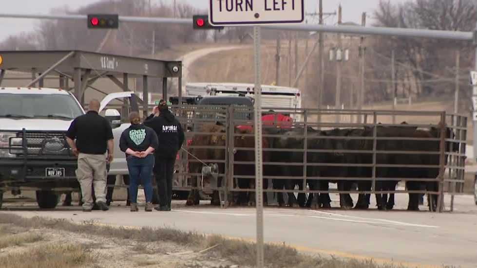 Omaha cattle truck hauling cows crashes, overturns - KETV Omaha