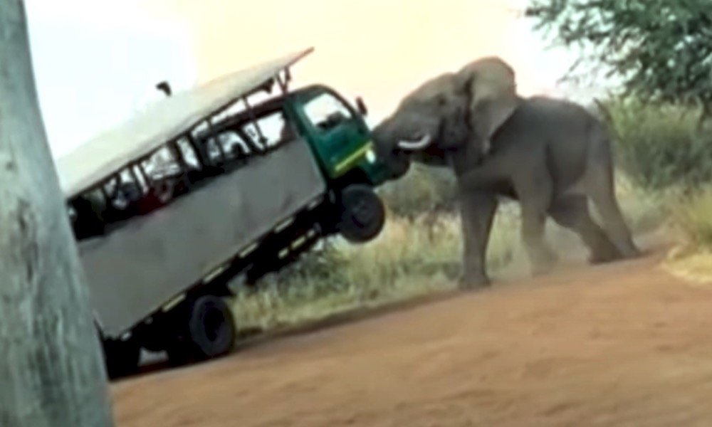 Angry elephant lifts safari truck into the air, 'traumatizes' tourists - Yahoo Sports