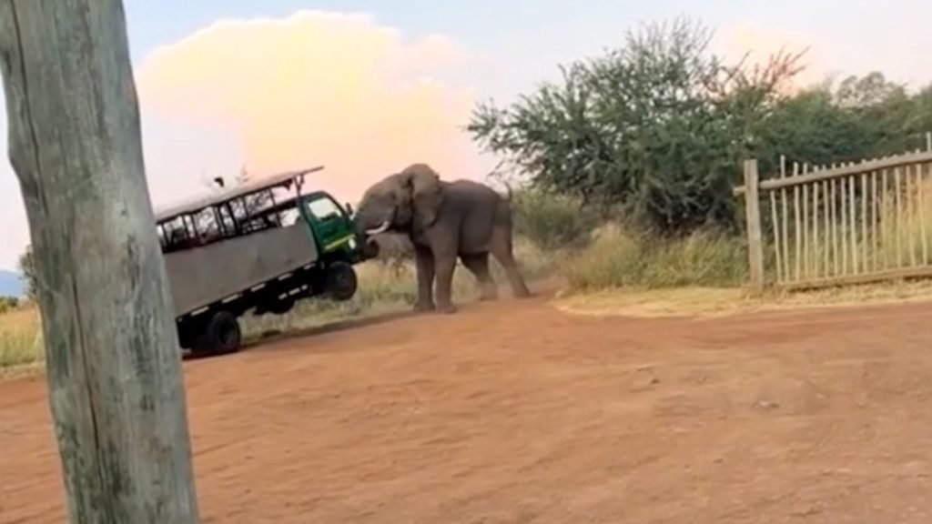 Videos show terrifying moment bull elephant lifts safari truck - ABC News
