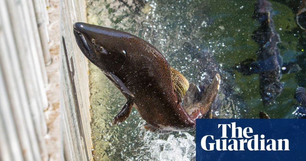 Thousands of young salmon survive Oregon truck crash by dropping into nearby creek - The Guardian US