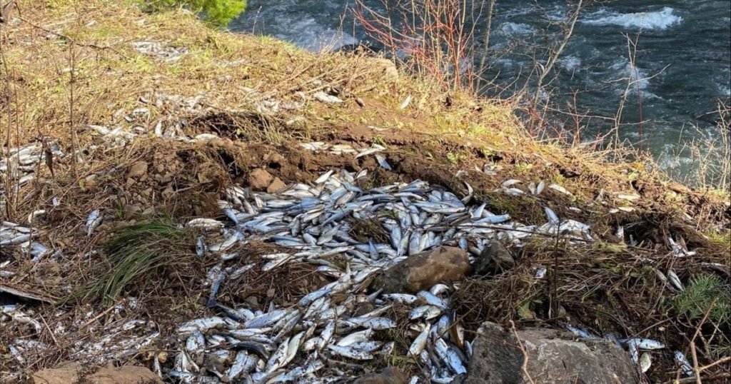 More than 25000 chinook salmon die in truck crash - Baker City Herald