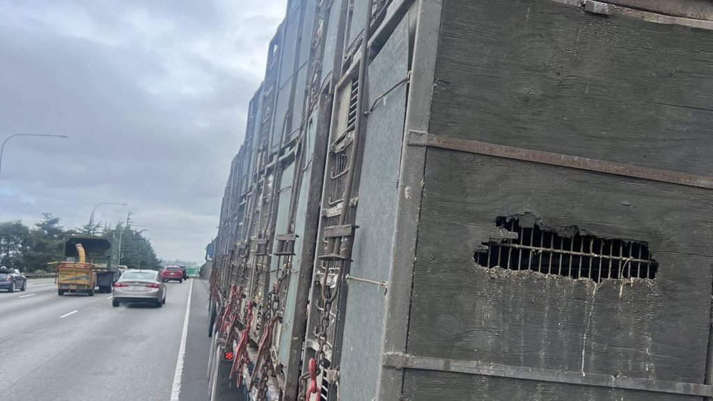 Chickens escape out of semi-truck onto NB I-5 in Seattle - KIRO Seattle