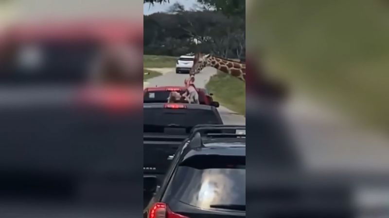 Hungry giraffe lifts toddler out of truck at drive-thru safari - CNN