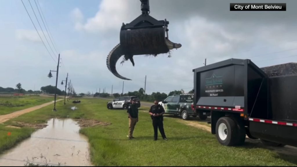 Animal control officers in Texas use trash truck to remove 12-foot alligator | VIDEO - KABC-TV